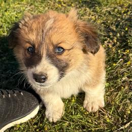 Peter- Fluffy - Red male Pembroke Welsh Corgi puppy in Aberdeen, Washington from Coastal country Farms