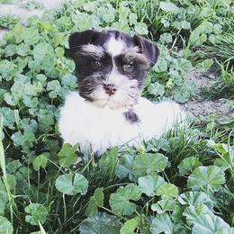 Miniature Schnauzer Puppies from Silver Sage Schnauzers