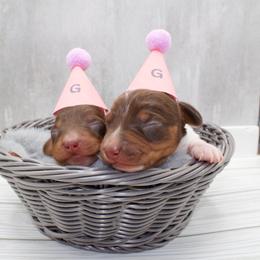 Dachshund puppies from Geta Long Little Doggie
