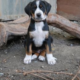 Transylvanian Hounds from California Transylvanian Hounds