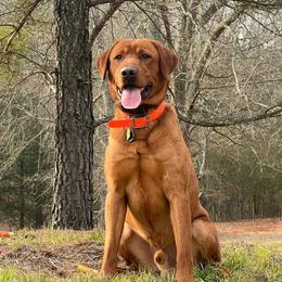 Risky - Labrador Retriever
