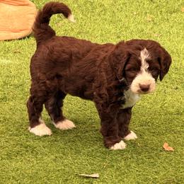 Kit Kat - Brown and white female Bernedoodle puppy in Royse City, Texas from Platinum Bernedoodles of Texas