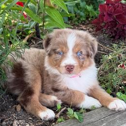 DR2 - Red merle female Australian Shepherd puppy in Ada, Ohio from Windy Hill Aussies