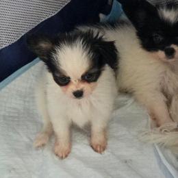Carmen - White black and tan female Papillon puppy in Myakka City, Florida from LaRae's Papillons