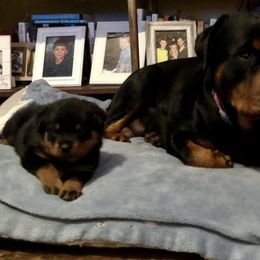Rottweiler Puppies from Amy Osborne
