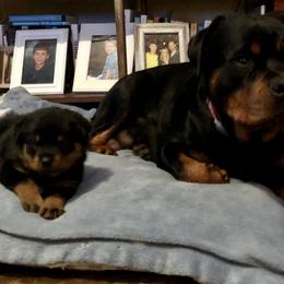 Rottweiler Puppies from Amy Osborne