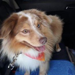 Australian Shepherds from Charleyne Stumpf
