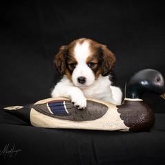 Nederlandse Kooikerhondje Puppies from Golden Gate Kooikers