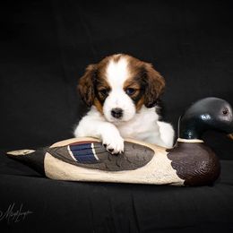 Nederlandse Kooikerhondje Puppies from Golden Gate Kooikers