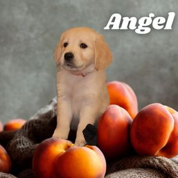 Angel (Peach) - Light golden female Golden Retriever puppy in Phoenix, Arizona from Ashrose Kennels
