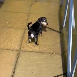 Dachshund All Grown Up from Sarah Linsenmeyer