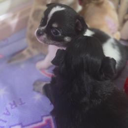 Mickey - Black and white male Chihuahua puppy in Brooksville, Florida from Daystars Chihuahuas