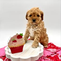 Vanilla - Cream female Cavapoo puppy in La Vernia, Texas from Texas Teddy Bears