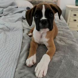 Boxer Puppies from Sergeant's Boxers