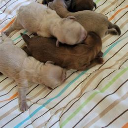 Shih Tzu Puppies from Shih Tzu Cottage