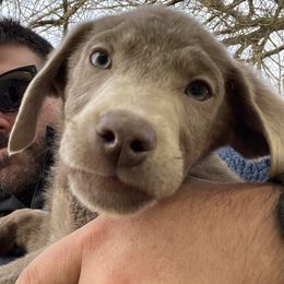Snowy - Dilute Retriever puppy from Chickentown Labradors