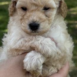 Blanche - Apricot female Goldendoodle puppy in Arcadia, Florida from KnuDawn Goldendoodles