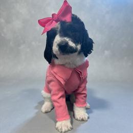 Nellie - Parti female Goldendoodle puppy in Prosperity, Pennsylvania from Stelladoodles & Company