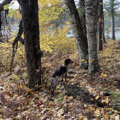 Tango - French Brittany