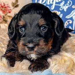 Mr. Darcy - Black male Australian Labradoodle puppy in Decatur, Alabama from Southern Meadows Doodles