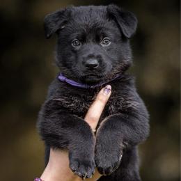 Destroya - Bi-color female German Shepherd puppy in Salem, Ohio from von den Kilöff Working German Shepherds