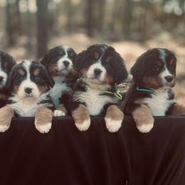 Bernese Mountain Dog Puppies from Dogwood Creek Bernese