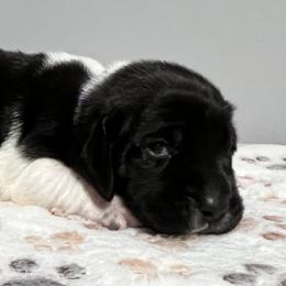 Purple collar - Black and white female Basset Hound puppy in Huntsville, Texas from Lil Bratz Bassets