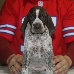 German Shorthaired Pointer Puppies from Bishop Kennels