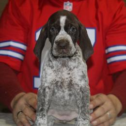 German Shorthaired Pointer Puppies from Bishop Kennels