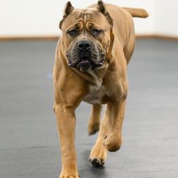 Dior - Cane Corso