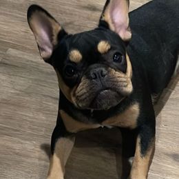 French Bulldogs from HUNCHOS EXOTIC BLOODLINES