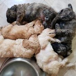 Poodle Puppies from Majestic Poodles