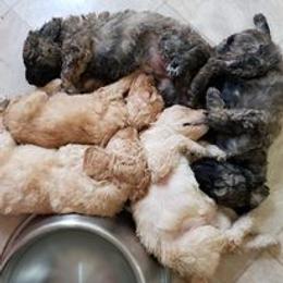Poodle Puppies from Majestic Poodles
