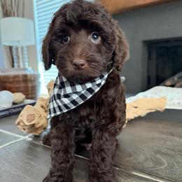 G- Chocolate Boy - Chocolate male Goldendoodle puppy in Lewisville, Texas from Texas Goldendoodle Lovers