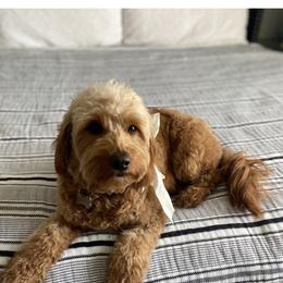 Millie - Goldendoodle