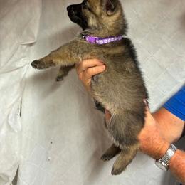 Purple collar female - Sable female German Shepherd puppy in Ann Arbor, Michigan from Von Der Havier German Shepherds