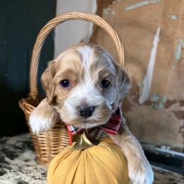 Boy 1 - Red male Cockapoo puppy in Lake Tansi, Tennessee from Davis cockapoos