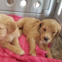 Goldendoodle Puppies from Masondixondoodles