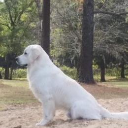 Golden Retriever Puppies from Panhandle PawsNClaws