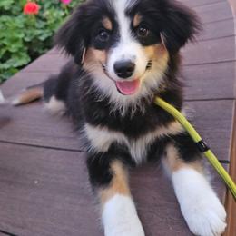 Alice - Black tri female Miniature American Shepherd puppy in Tonopah, Arizona from King's Miniature American Shepherds