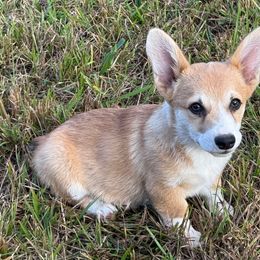 Leo - White and red male Pembroke Welsh Corgi puppy in Jenkinsburg, Georgia from Red Elephant Farms