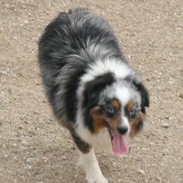 Pookie - Miniature Australian Shepherd