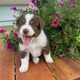 Wendy - Red tri-color female Miniature American Shepherd puppy in Iola, Kansas from Elm Creek Minis