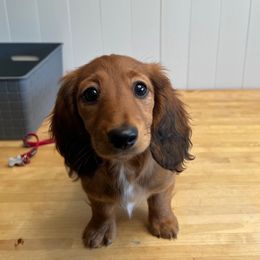 Boy 2 - male Dachshund puppy in Seattle, Washington from Sandstone Dachshunds