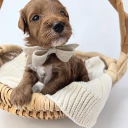 Boy 3 - male Goldendoodle puppy in Leander, Texas from Doodle Doula