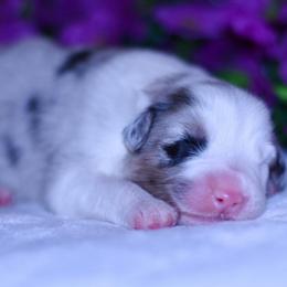 Louisville - Blue merle male Australian Shepherd puppy in Easton, Missouri from MMA Kennel