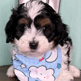 Oaken - male Australian Mountain Doodle puppy in Jerome, Idaho from Tolman Acres