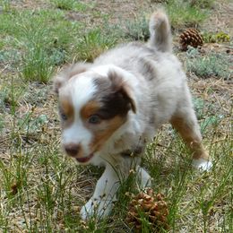 Tigger- He's the only one - Red merle Miniature American Shepherd puppy in Colorado from Mountain Cross Minis