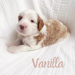 Vanilla - Red female Bernedoodle puppy in South Jordan, Utah from Wonderful World Doodles