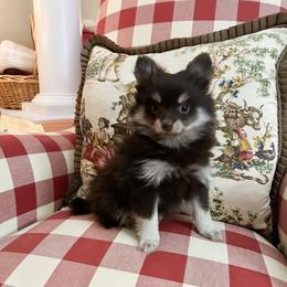 Boy 1 - Chocolate male Pomsky puppy in Leesburg, Virginia from Capital Pomsky